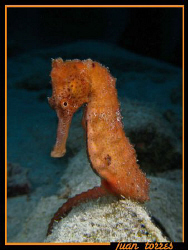 just a nice Sea horse. by Juan Torres 